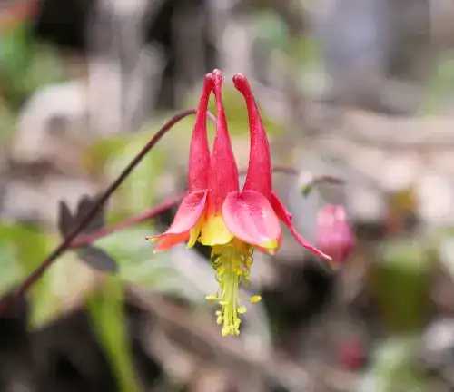 Texas Columbine
(Aquilegia canadensis var. texensis)