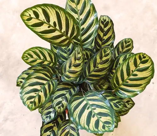 Calathea makoyana
(Peacock Plant)
