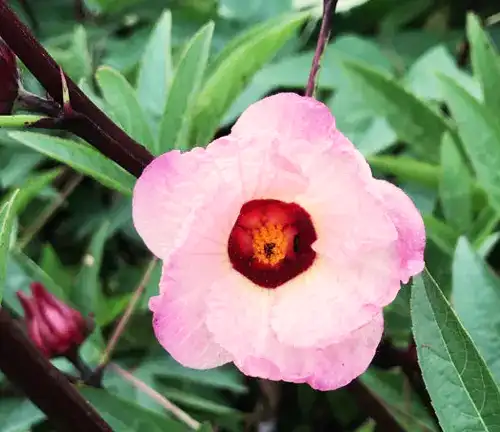 Hibiscus sabdariffa
(Roselle)