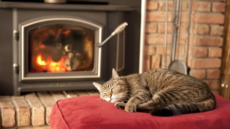 Cat sleeping in front of wood stove