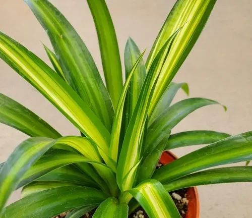 Chlorophytum comosum 'Hawaiian' or 'Hawaiian Spider Plant'