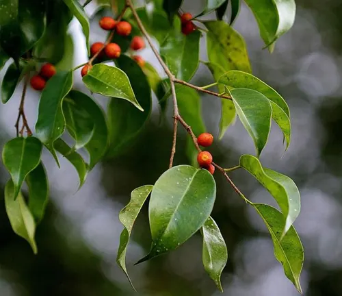 The image features a close-up view of a branch adorned with green, oblong leaves that are pointed at the tips. Small, round orange berries are scattered among the leaves, adding a vibrant pop of color to the scene. The background is blurred and appears to be a tree or bush, providing a natural backdrop that allows the branch, leaves, and berries to stand out.