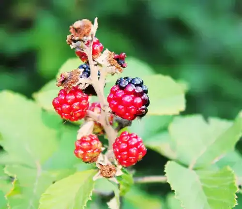 Eastern Dewberry 
(Rubus flagellaris var. georgianus)