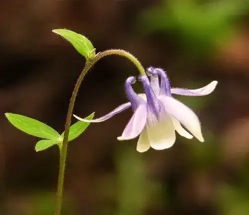 Short-Spurred Columbine
(Aquilegia brevistyla)