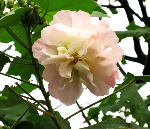 Hibiscus mutabilis
(Confederate Rose)