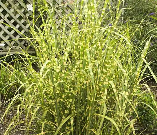 Chlorophytum comosum 'Zebra Grass'