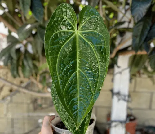 The image features a close-up view of a green leaf with water droplets on it. The leaf is elongated and pointed at the tip, with a prominent midrib and veins that add texture and depth to the image. The leaf is held in front of a potted plant, creating a layered effect. In the background, there’s a potted plant and a white pipe, adding context to the scene. The image beautifully captures the freshness of the leaf and the droplets, creating a serene and natural atmosphere.
