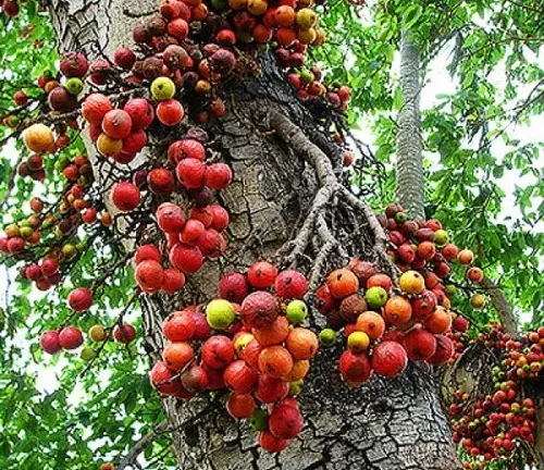 The image showcases a tree trunk with clusters of red and orange fruit hanging from it. The fruit, which appears to be figs or a similar type of fruit, adds a vibrant pop of color to the scene. The tree trunk is gray and textured, providing a stark contrast to the colorful fruit. The background features green foliage, creating a lush and natural backdrop for the tree and its fruit.