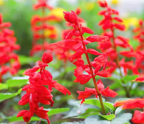 The image showcases a group of red flowers with green leaves in a garden. The flowers are tall and have multiple petals, presenting a vibrant display of full bloom in a bright red color. The leaves are large, pointed, and of a dark green color, providing a lush backdrop for the flowers. The background, although blurred, reveals other flowers and plants in the garden, suggesting a thriving and vibrant environment. This description aims to convey the beauty and tranquility of a garden scene filled with red flowers in bloom.