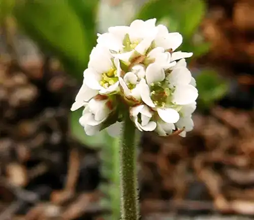 Micranthes rhomboidea
(Diamondleaf Saxifrage)