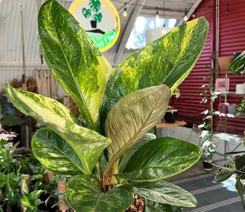 The image depicts a potted plant with large, glossy leaves that have yellow and green variegation. The leaves are pointed and have a wavy edge, adding to the plant’s visual appeal. The plant is housed in a brown pot that appears to be made of terracotta. The setting is a garden center, with a red corrugated metal wall in the background featuring a green palm tree logo. Other plants and gardening supplies are visible in the background, creating a lively and vibrant atmosphere.