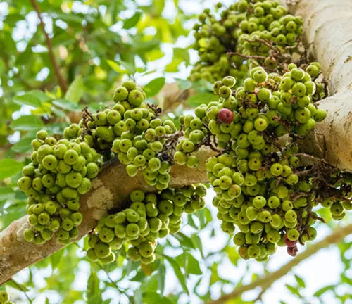 The image showcases a cluster of green figs growing on a thick tree branch. The figs are small, round, and densely packed together. Some of the figs are starting to turn red, indicating varying stages of ripeness. The tree branch is covered in a layer of bark, adding texture to the scene. The background is blurred, but leaves and branches from the tree can be discerned, creating a natural and lush backdrop for the figs.