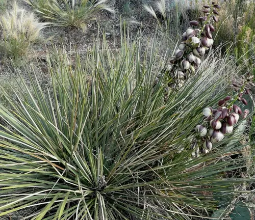 Yucca glauca
(Soapweed Yucca)