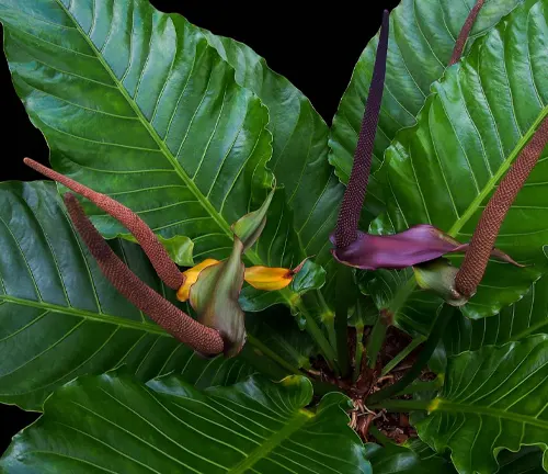 The image features a close-up view of a plant with large green leaves and flowers that are in the process of blooming. The leaves are prominent with visible veins, adding texture and depth to the image. The flowers are a striking combination of purple and yellow, creating a vibrant contrast against the green leaves. The background is black, which further accentuates the plant and its vivid colors.