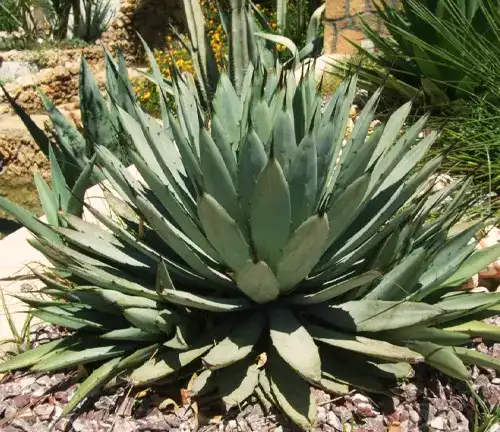 Agave macroacantha
(Black Spined Agave)