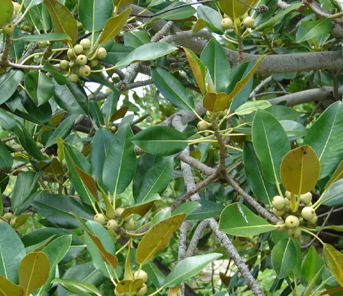 The image showcases a tree adorned with dark green, glossy leaves and small, round, light yellow fruit. The tree has many branches, creating a lush and vibrant display. The background is blurred and consists of more trees and foliage, adding depth to the scene and allowing the tree with its yellow fruit to stand out.