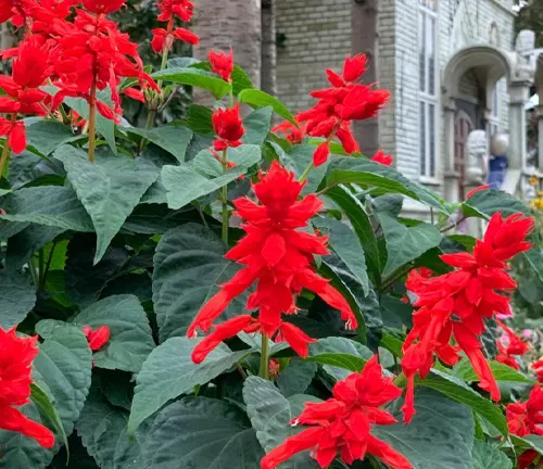 The image features a cluster of bright red flowers with green leaves, captured from a low angle. The flowers have a unique shape with pointed petals, creating a captivating display. The leaves are large and dark green, providing a lush backdrop for the vibrant flowers. In the background, there’s a brick building with a white window and a blue door, adding an urban touch to the natural scene. This description aims to convey the beauty of these red flowers set against the contrasting backdrop of a brick building.