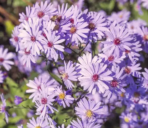 Blue Wood Aster
