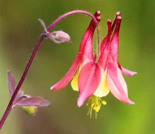 Wild Columbine