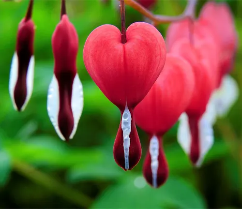 Are bleeding discount heart plants poisonous