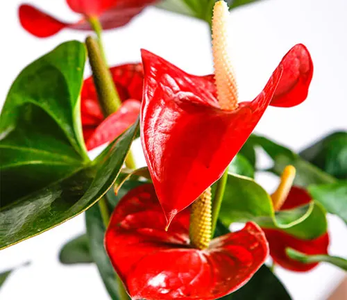 A close-up of a red anthurium flower with green leaves. The flower is heart-shaped and has a glossy texture. The leaves are large and oval-shaped. The background is white.