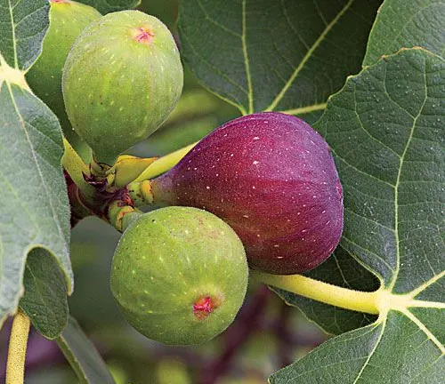 The image features three figs on a branch of a fig tree. Two of the figs are green, indicating they are yet to ripen, while one is purple, suggesting it is ripe. The figs are surrounded by green leaves, adding a lush backdrop to the scene. The background is blurred, which further accentuates the figs and the branch they are on. The image beautifully captures the different stages of ripeness of the figs.