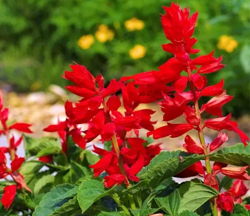 The image features a vibrant red flower standing tall (Salvia Plant) in a lush garden. The flower is a captivating spectacle with its tall spike adorned with multiple red blooms. The leaves are pointed and green, adding a beautiful contrast to the fiery red of the flower. The background is a soft blur of other plants and flowers, creating a serene garden setting. This description focuses on the striking red flower, which is the centerpiece of this garden scene.
