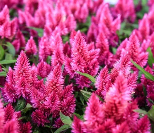 “Close-up of deep pink spiky flowers against a green leafy background.”