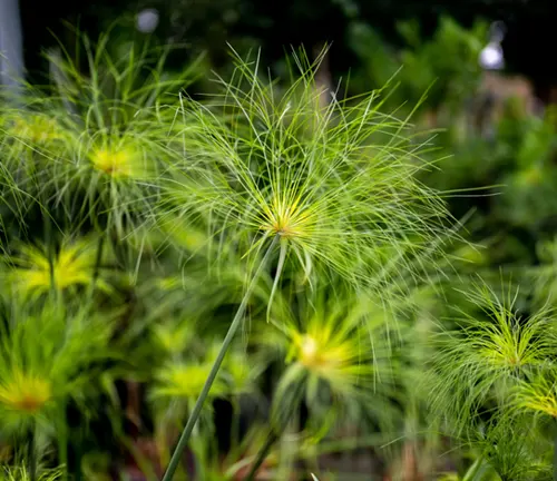 Close-up of vibrant green papyrus plants