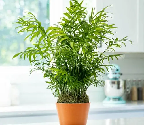 This image features a healthy, long-leaved potted plant on a kitchen counter, with a blue mixer and a window with white curtains in the background.