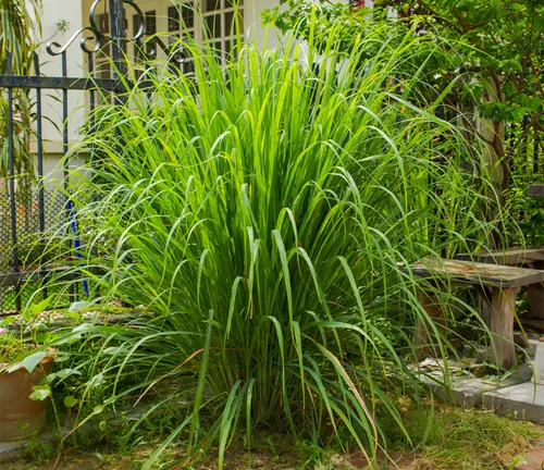 This is an image of a large, bright green plant with long, thin leaves, set against a backdrop of a black metal fence, a wooden bench, and various other plants in a daytime garden setting.