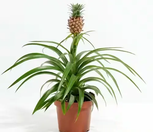 This is an image of a potted pineapple plant with long, slightly curved green leaves arranged in a rosette pattern, and a small brown pineapple with a spiky top, set against a white background.
