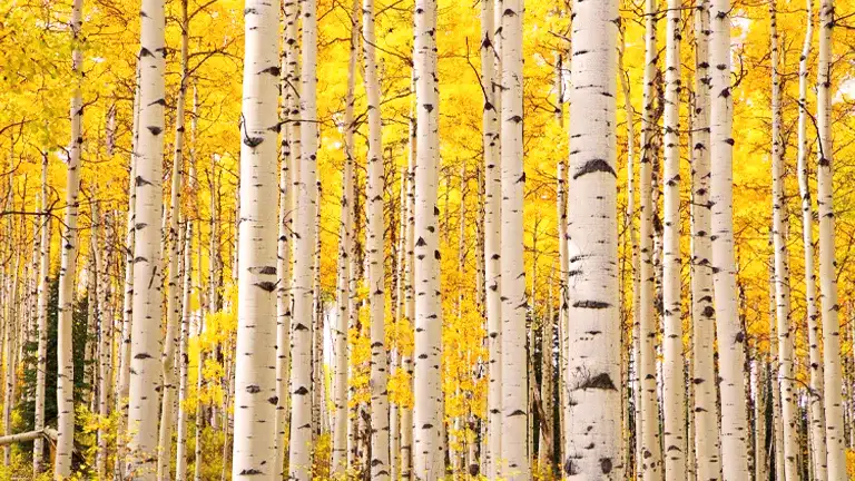 Aspen Tree