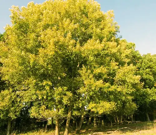 Aspen Tree