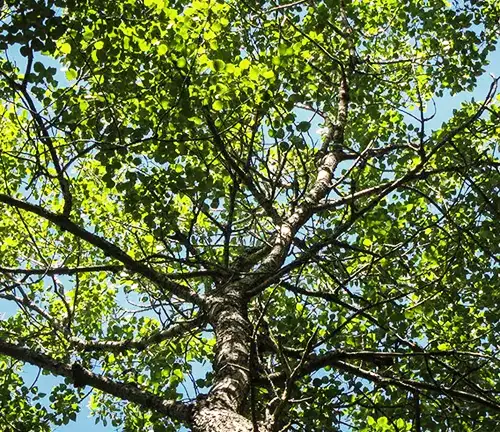 Bigtooth Aspen Tree Leaves