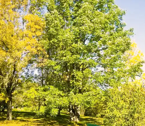 Ash Tree White Ash (Fraxinus americana)