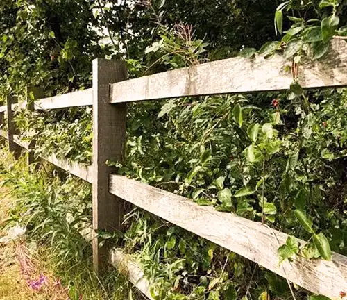 Oak Lumber Fence