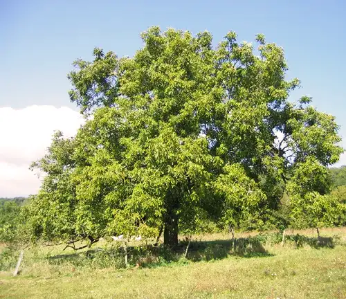 The walnut tree, a great source of food and exceptional wood