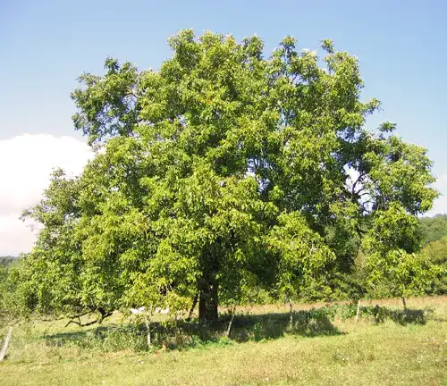 English Walnut Tree