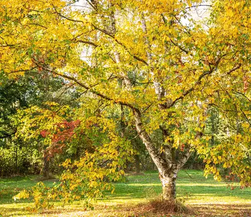 Deciduous Yellow Birch Tree