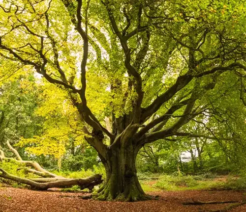 A brief History Beech Tree