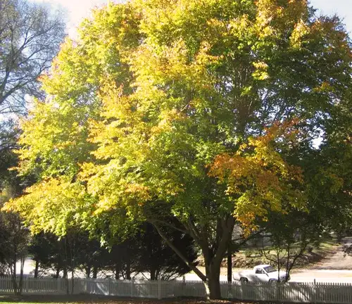 American Beech (Fagus grandifolia)