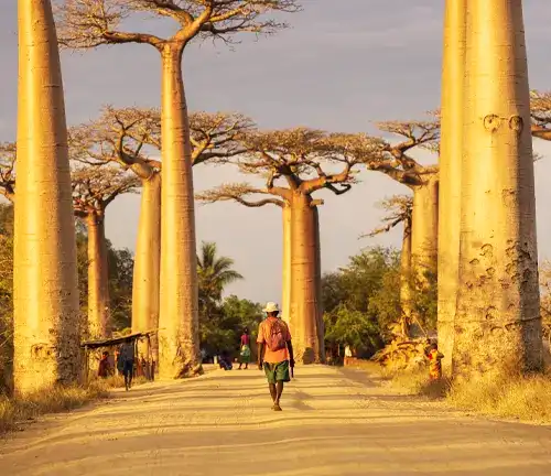 Man Waling in the middle of Baobab Tree