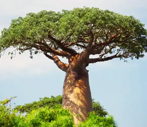 African Baobab Tree