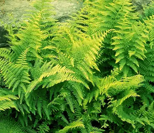 Hay-scented fern