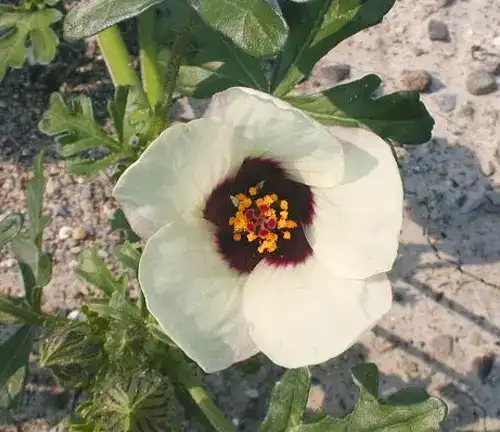 Hibiscus trionum
(Flower-of-an-Hour)