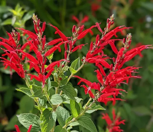 The image presents a close-up view of a bright red flower with green leaves in a garden. The flower is a captivating spectacle with its multiple petals radiating a vibrant red hue. The leaves are dark green and pointed, adding a beautiful contrast to the fiery red of the flower. The background, although blurred, hints at a serene garden setting with other plants and flowers. This description aims to convey the beauty and tranquility of a garden scene centered around a vibrant red flower.