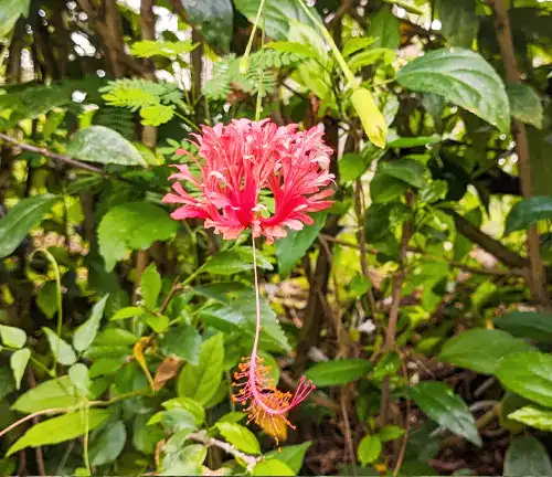 Hibiscus schizopetalus
(Fringed Rosemallow)