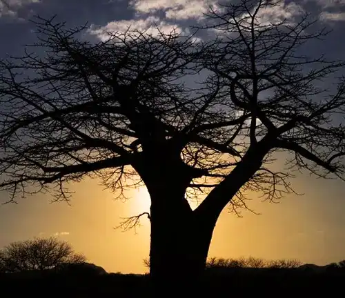 Baobab Tree in sunset view