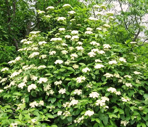 Mapleleaf Viburnum flowering